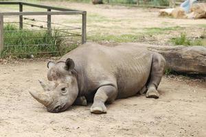 dubbo, austrália, 2017 - rinoceronte negro do zoológico de taronga em dubbo. este zoológico da cidade foi inaugurado em 1916 e agora tem mais de 4000 animais foto