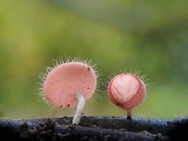 cogumelos vermelhos rosa fofos sobre galhos contra um fundo natural foto