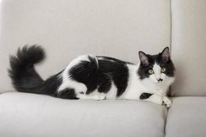 fofo gato doméstico descansando no sofá foto