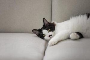 gato tranquilo relaxando no sofá no apartamento foto