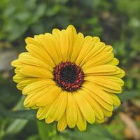 calendula officinalis, o calêndula, calêndula comum, ruddles ou calêndula escocesa, flor da primavera foto