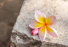 flor de frangipani no chão de cimento velho.