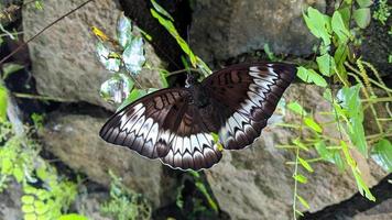 uma borboleta marrom com um lindo padrão branco para um walpapper ou anexo a um artigo sobre a natureza. foto