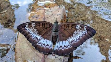 uma borboleta marrom com um lindo padrão branco para um walpapper ou anexo a um artigo sobre a natureza. foto