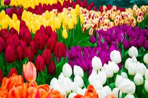 festival de tulipas. flores coloridas brilhantes. foto