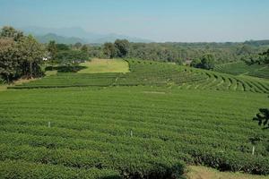 cenário do campo agrícola e irrigação da bela plantação de chá verde, terras agrícolas de turismo na colina natural em chiang rai tailândia, paisagem rural e vistas amplas da montanha, viagens de primavera. foto