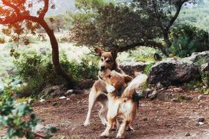 dois cães lutando uns com os outros cárpatos. Ucrânia. Europa foto