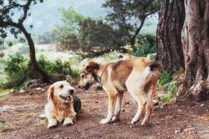 dois cães lutando uns com os outros cárpatos. Ucrânia. Europa foto