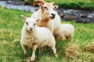 a ovelha islandesa foto