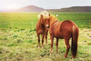 encantadores cavalos islandeses em um pasto com montanhas foto