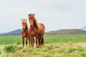 encantadores cavalos islandeses em um pasto com montanhas foto