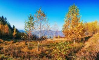 floresta de bétulas em tarde ensolarada durante a temporada de outono foto