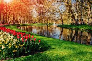 lindo parque de paisagem de primavera. flores desabrochando foto