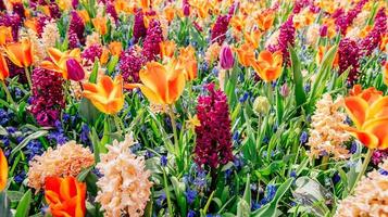 campo de flores silvestres. foto