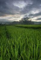 os extensos campos de arroz pela manhã, as folhas das plantas são verdes foto