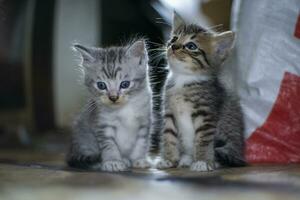 gatinhos fofos estão brincando foto