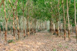 linha de seringueira. fundo de plantação de borracha foto