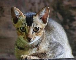 um gatinho é um gato juvenil. após o nascimento, os gatinhos exibem altricialidade primária e são totalmente dependentes da mãe para sobreviver. foto