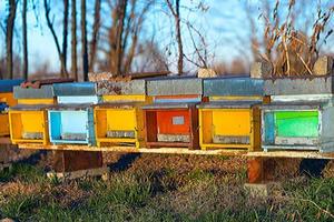 colmeias de abelhas no norte da itália foto