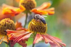 abelha coberta de pólen amarelo bebe néctar, polinizando a flor de laranjeira. primavera floral natural inspirador ou fundo de jardim ou parque de florescência de verão. vida dos insetos. macro de perto.