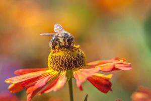 abelha coberta de pólen amarelo bebe néctar, polinizando a flor de laranjeira. primavera floral natural inspirador ou fundo de jardim ou parque de florescência de verão. vida dos insetos. macro de perto. foto