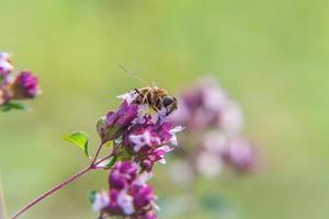 abelha coberta de pólen amarelo bebe néctar, polinizando a flor rosa. primavera floral natural inspirador ou fundo de jardim florescendo de verão ou parque. vida dos insetos. macro de perto. foto