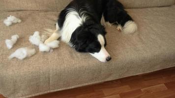 cachorrinho brincalhão impertinente border collie após travessura mordendo travesseiro deitado no sofá em casa. cão culpado e sala destruída. danificar a casa bagunçada e cachorro com olhar culpado engraçado. foto