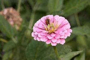 abelha alimentando-se de uma zinnia elegans jacq. flor rosa na Itália foto