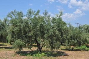 oliveiras em Chalkidiki foto
