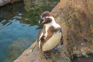 antarctica pinguim pássaro animal por uma lagoa de água foto