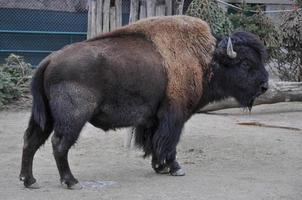 bisão americano mamífero animal foto