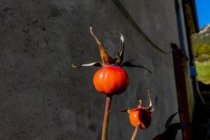 2021 10 24 bosco do tretto rose berries foto