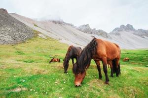 encantadores cavalos islandeses em um pasto com montanhas foto