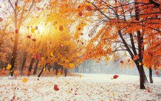 a luz rompe as folhas de outono das árvores foto