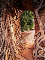 antigo portão do templo em phra ngam. as raízes das árvores e os portões de ayutthaya