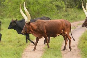 gado ankole atravessando uma estrada rural foto