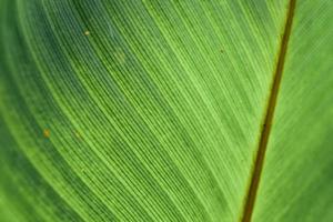 closeup vista da natureza do fundo da folha tropical foto