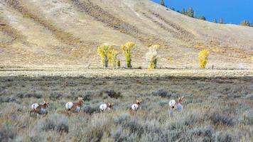 cervo pronghorn roaming yellowstone foto