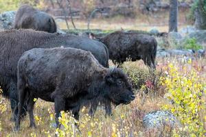 bisão americano nas planícies em yellowstone foto