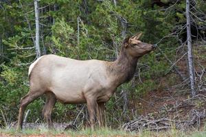 alce ou wapiti em yellowstone foto