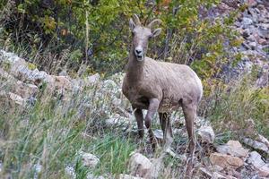 carneiro selvagem em uma colina rochosa em Wyoming foto