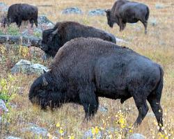 bisão americano nas planícies em yellowstone foto
