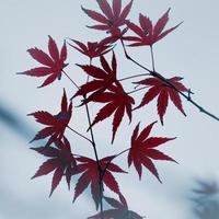 folhas de bordo vermelho na temporada de outono foto