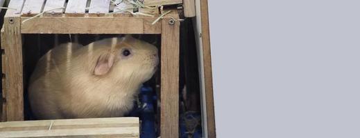 hamster branco. pequeno hamster de estimação na gaiola de plástico e madeira. foto