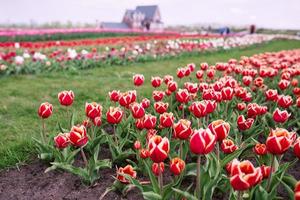 incrível padrão de tulipas coloridas florescendo ao ar livre. natureza, flores, primavera, conceito de jardinagem foto