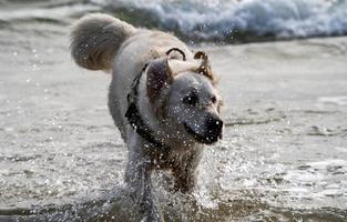 retriever dourado no mar foto