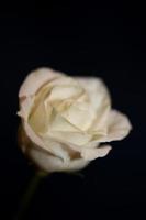flor branca flor fechar fundo agrícola família rosa rosaceae impressões botânicas de tamanho grande de alta qualidade foto