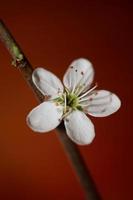 flor branca flor fechar fundo botânico prunus spinosa família rosaceae impressão de tamanho grande de alta qualidade foto