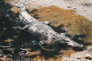 crocodilo de água salgada ou crocodilo de água salgada ou crocodilo indo australiano ou crocodilo devorador de homens. tomando sol no pântano. foto