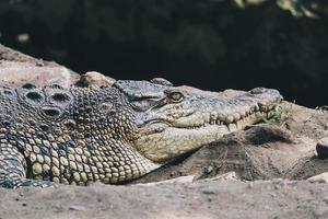 crocodilo de água salgada ou crocodilo de água salgada ou crocodilo indo australiano ou crocodilo devorador de homens. tomando sol no pântano. foto